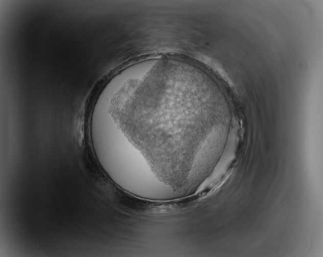 X0000087531165200705181025