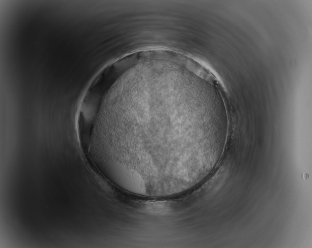 X0000087531181200705181025