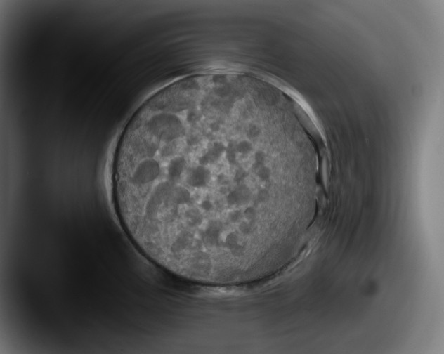 X0000087531195200705181025