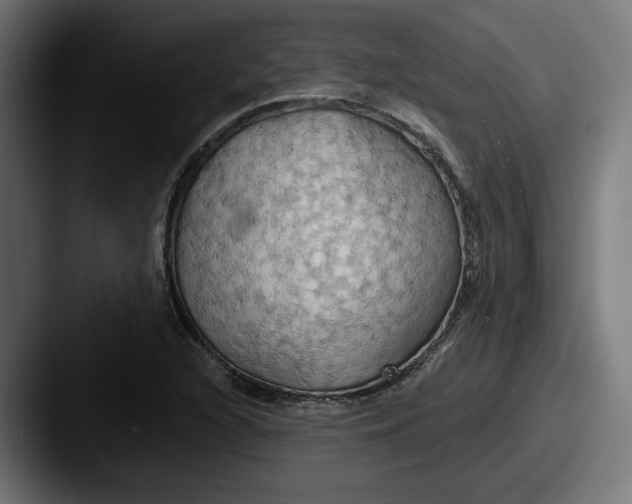 X0000087531216200705181024