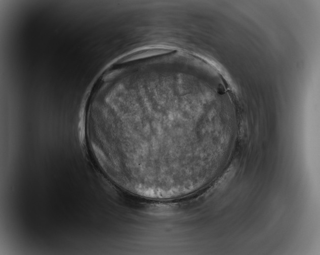 X0000087531224200705181024