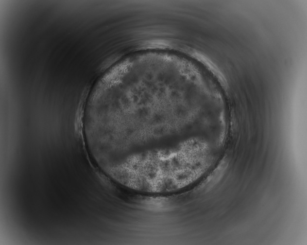 X0000087531233200705181025