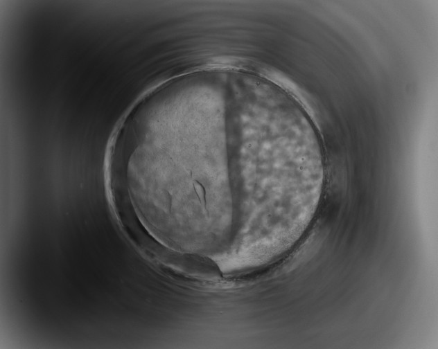 X0000087531235200705181025