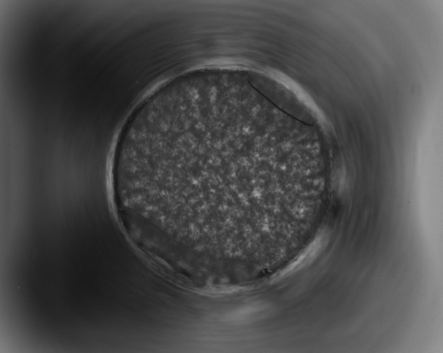 X0000087531237200705181025