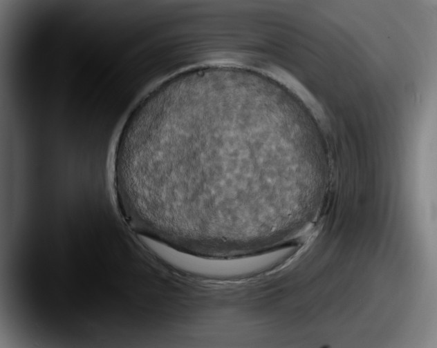 X0000087531240200705181025