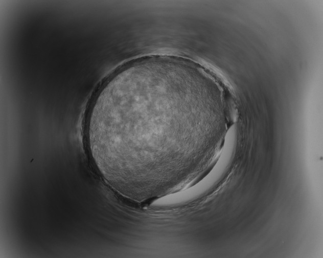 X0000087531264200705181024