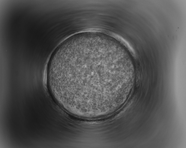 X0000087531276200705181024