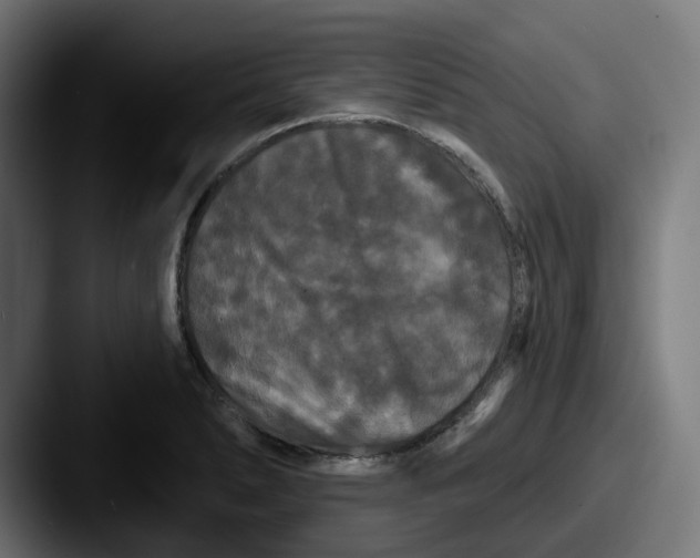 X0000087531278200705181024