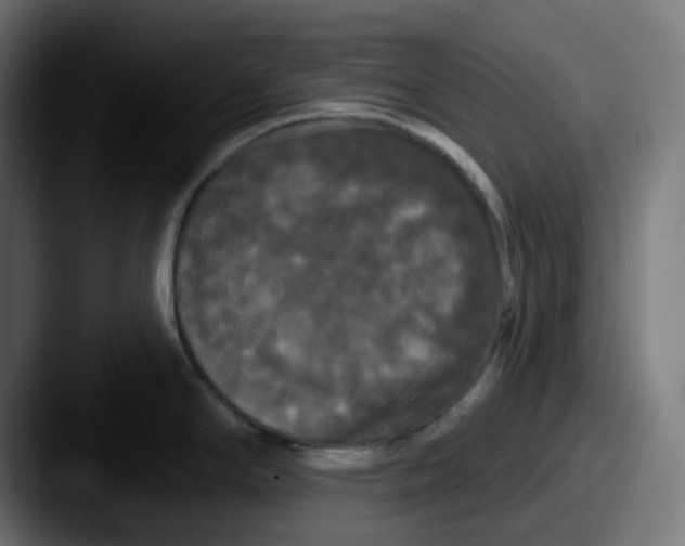 X0000087531294200705181024