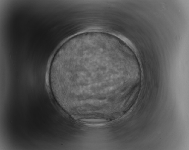 X0000087531296200705181024