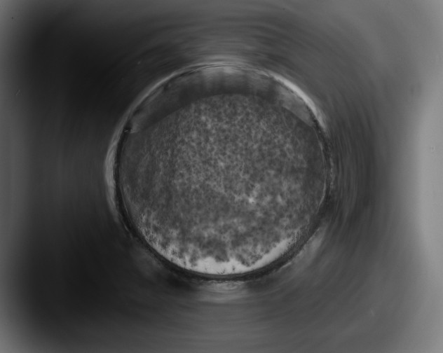 X0000087531325200705181023