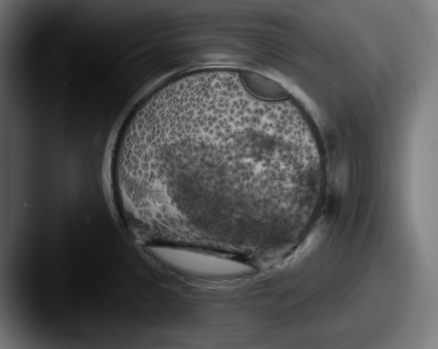 X0000087531333200705181024