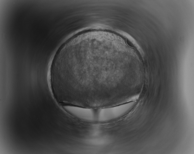 X0000087531335200705181024