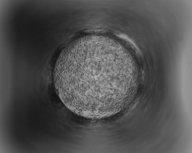 X0000087531350200705181023