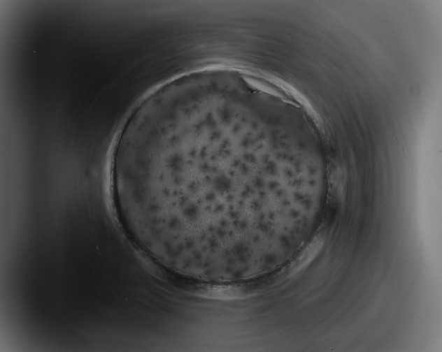 X0000087531375200705181023