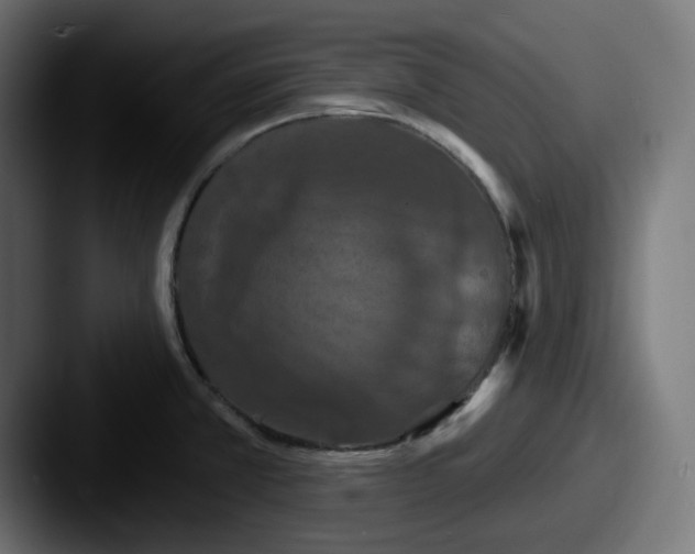 X0000087531381200705181023