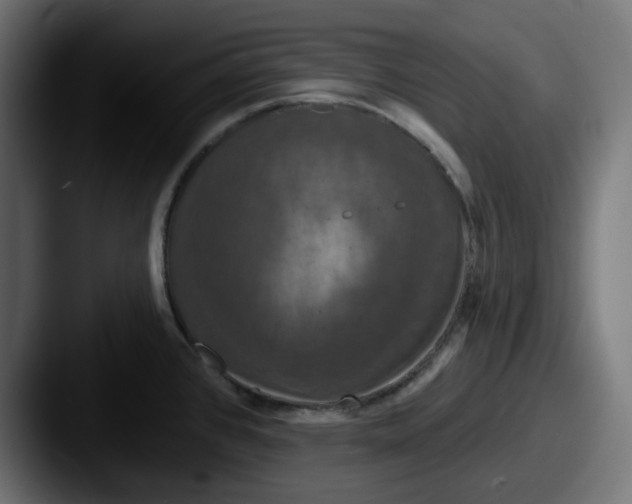 X0000087531384200705181023