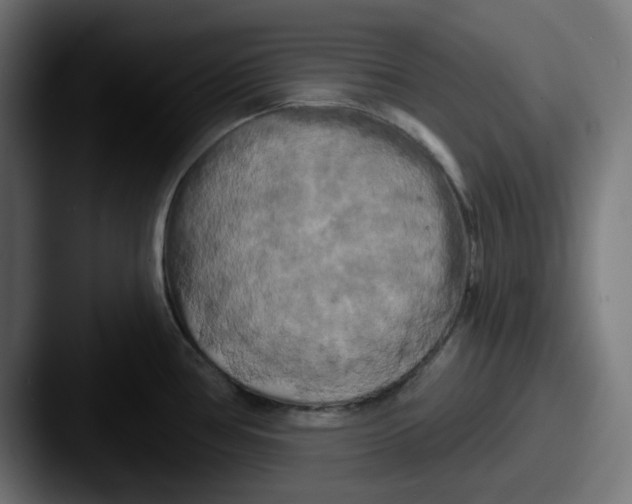 X0000087531386200705181023