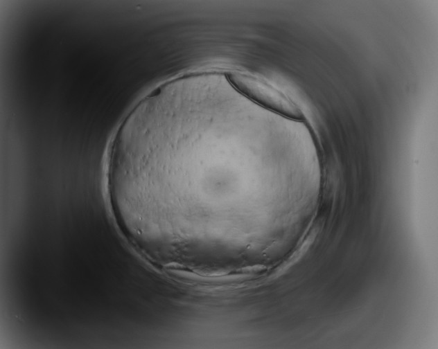 X0000087531390200705181023