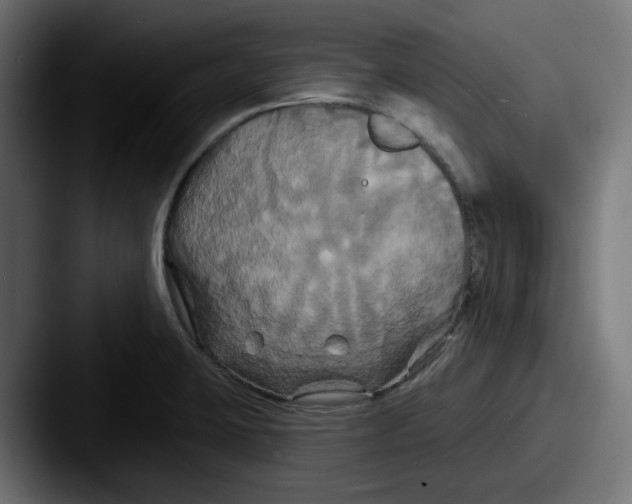 X0000087531423200705181022