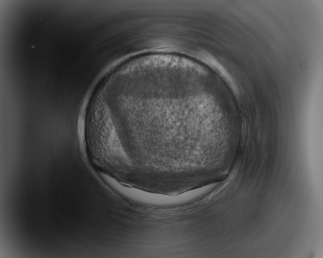 X0000087531424200705181022