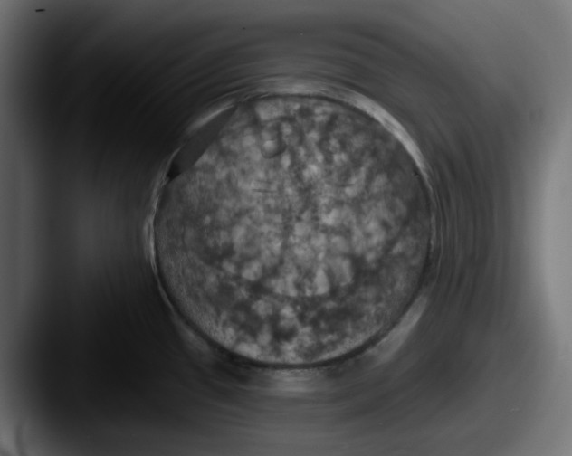 X0000087531433200705181022