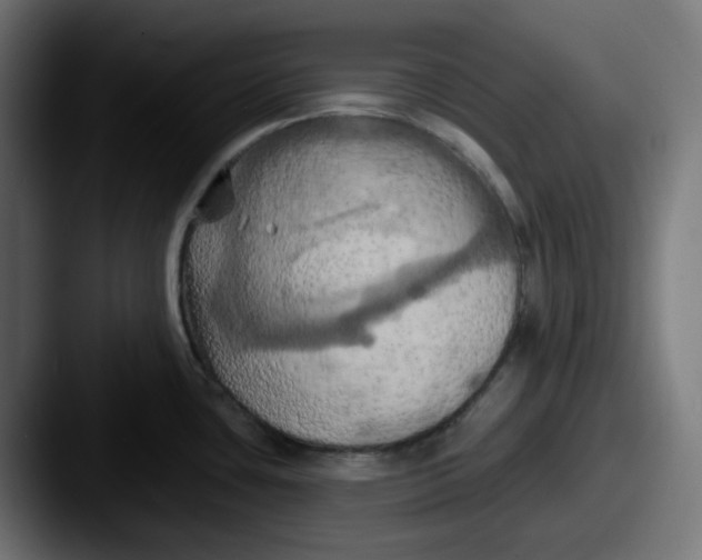 X0000087531435200705181022