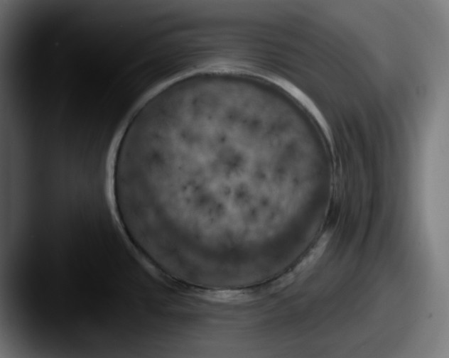 X0000087531437200705181022