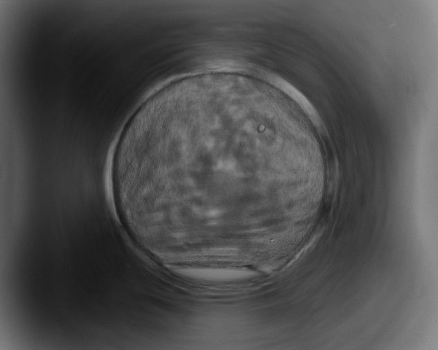 X0000087531439200705181023