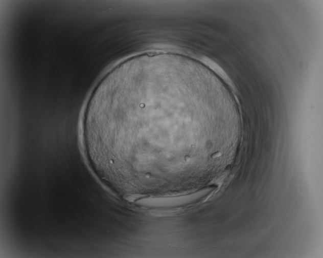 X0000087531440200705181023