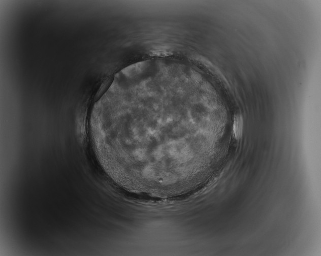 X0000087531444200705181022