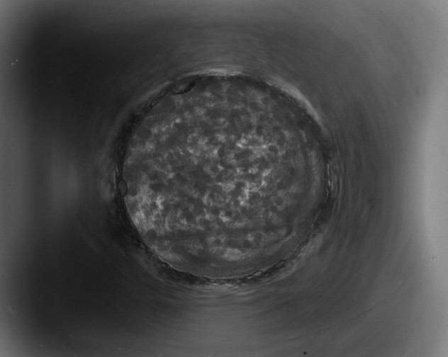 X0000087531448200705181022