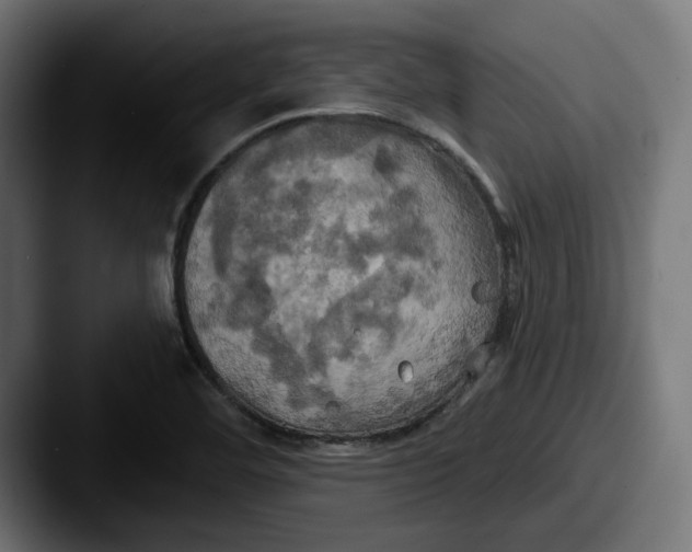 X0000087531460200705181022