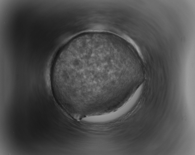 X0000087531464200705181022