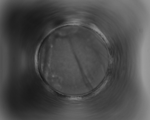 X0000087531466200705181022