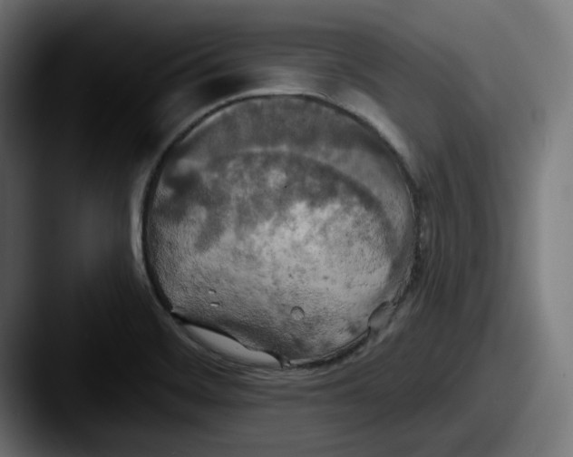 X0000087531468200705181021