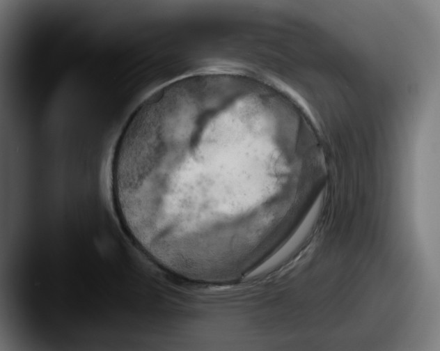 X0000087531471200705181021