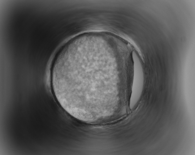 X0000087531472200705181021