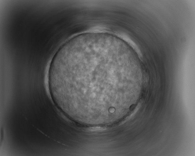 X0000087531478200705181021