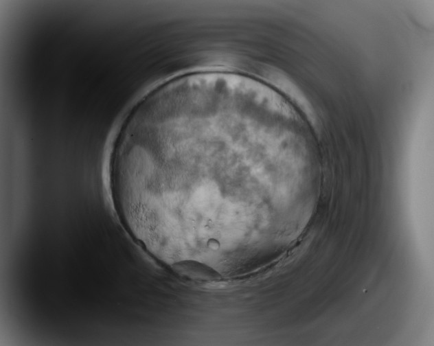 X0000087531480200705181021