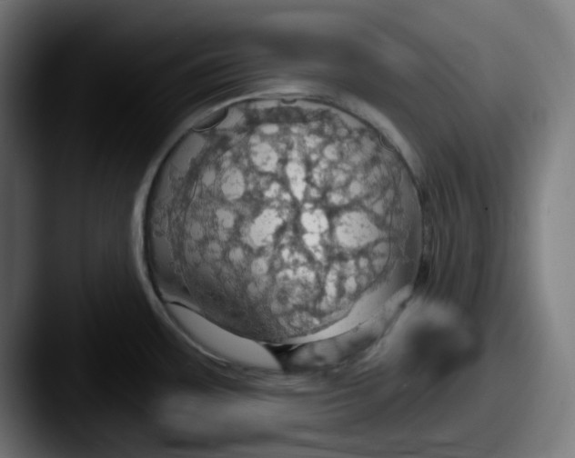 X0000087531483200705181021