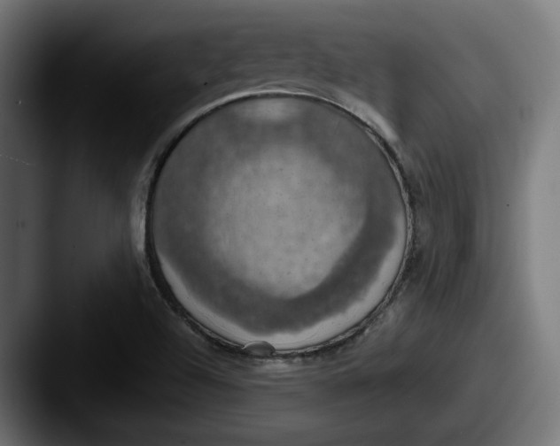 X0000087531504200705181021