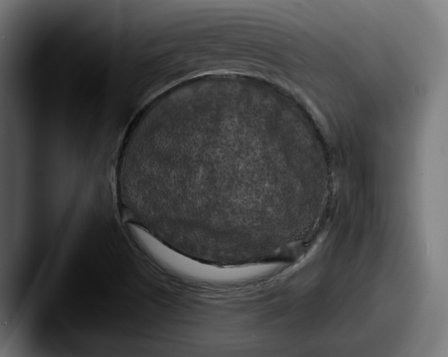 X0000087531505200705181021