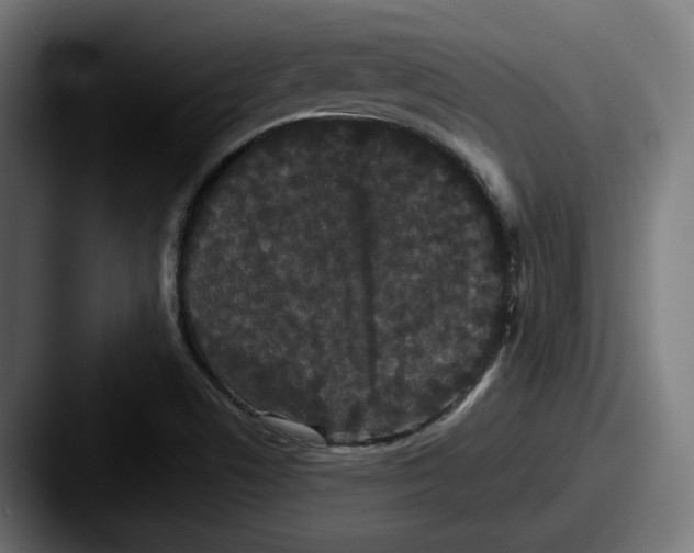 X0000087531506200705181021