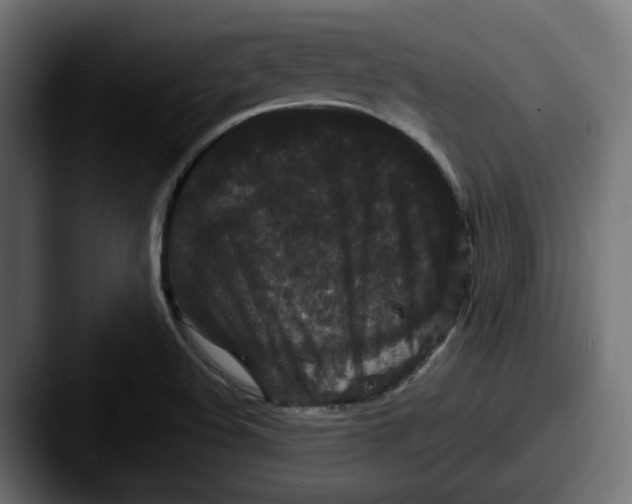 X0000087531508200705181021