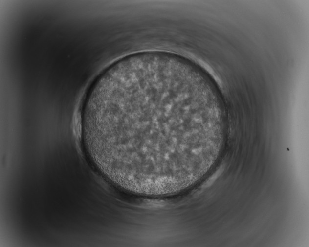 X0000087531509200705181021