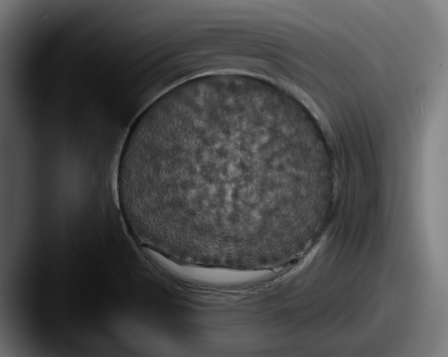 X0000087531513200705181021