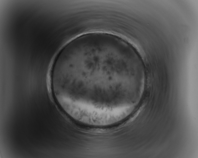 X0000087531517200705181021