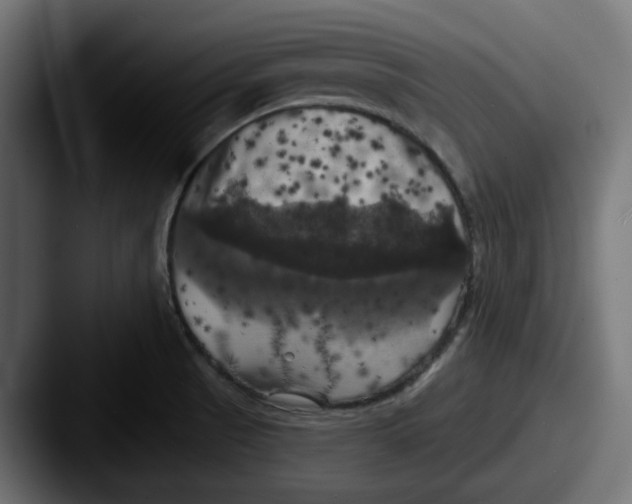 X0000087531521200705181021