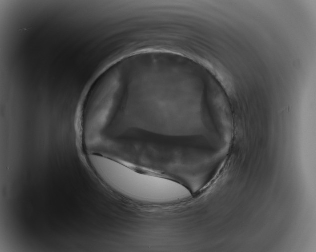 X0000087531522200705181021